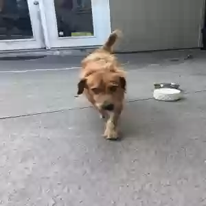 found male dog unknown