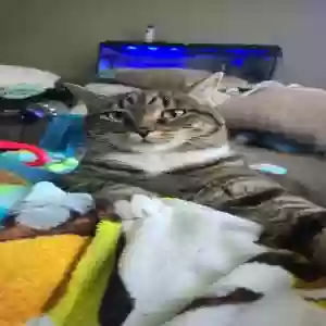 lost female cat piper