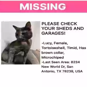 lost female cat lucy