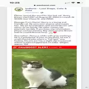 lost male cat henry brown