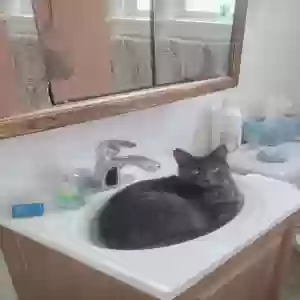lost female cat lil bits