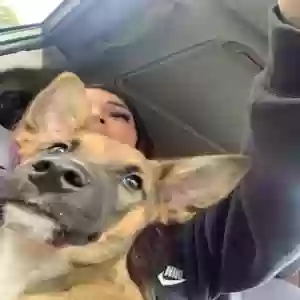 lost male dog cookie