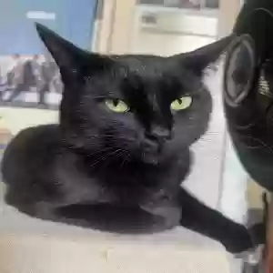 lost male cat mando