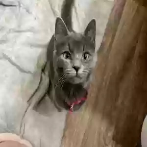 lost female cat pickle