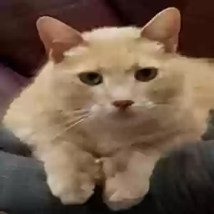 lost male cat nobyl