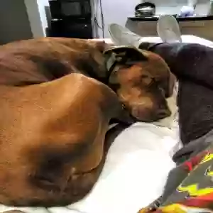 lost male dog tank