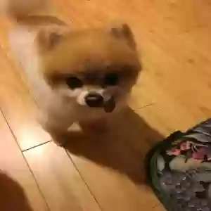 lost male dog waldo