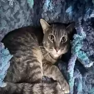 lost male cat robyn