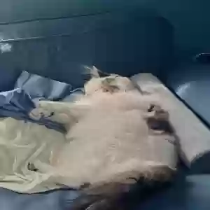 lost female cat nebby