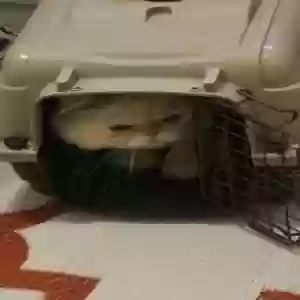 lost male cat sam