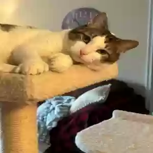 lost male cat henry brown