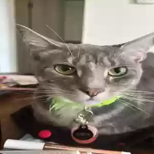 lost male cat darcy