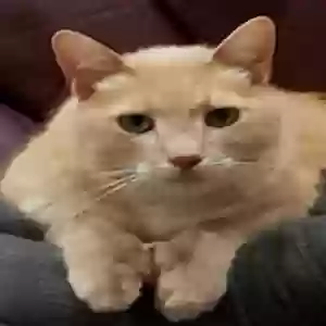 lost male cat nobyl