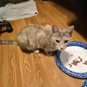 found female cat unknown