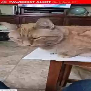 lost male cat archie