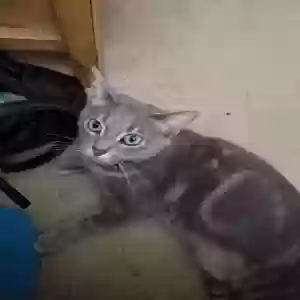lost female cat molly