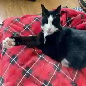 lost male cat sox