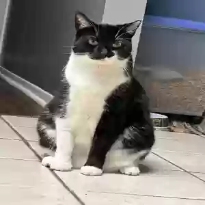 lost female cat luna