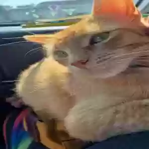lost male cat mykie