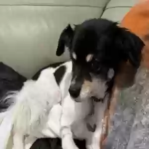 lost male dog jack