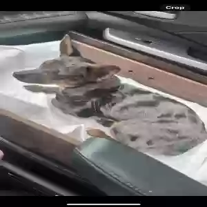 lost male dog otis