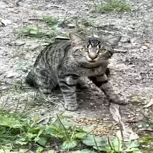 found unknown cat unknown