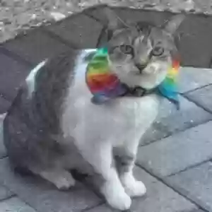 lost female cat charlotte