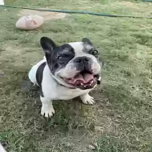 lost male dog boss