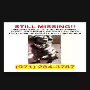 lost male dog bean