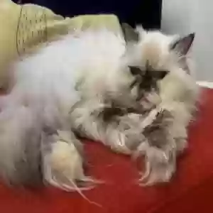 lost female cat kitty