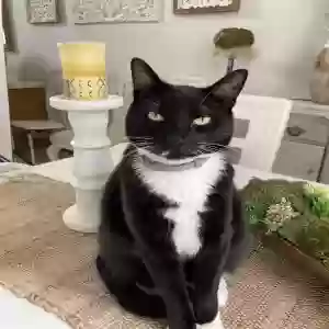 lost male cat pitou