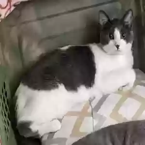 lost female cat biscuit