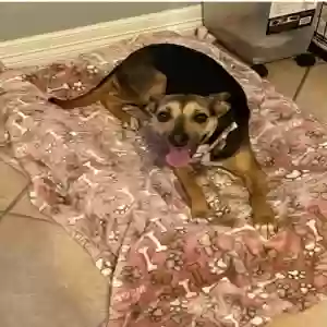 lost female dog luna