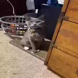 lost female cat ash