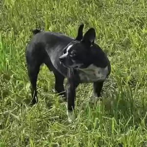 lost male dog ralphie