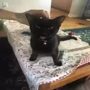 lost male cat randy