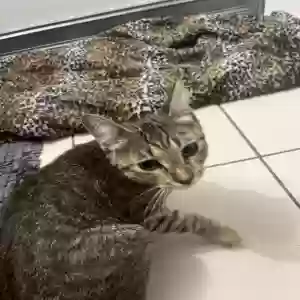 found female cat unknown