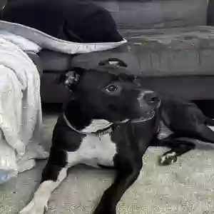 found male dog unknown