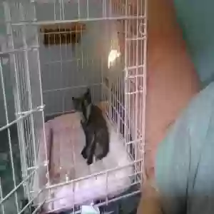 found unknown cat unknown