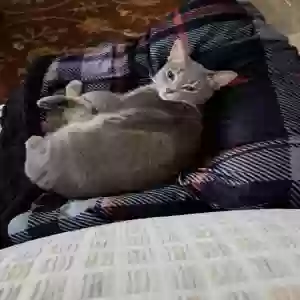 lost female cat molly