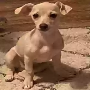 lost male dog twinkie