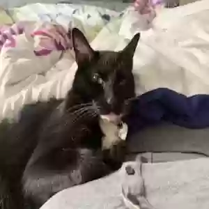 lost female cat mustang