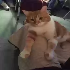 lost male cat carmel