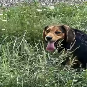 found male dog unknown