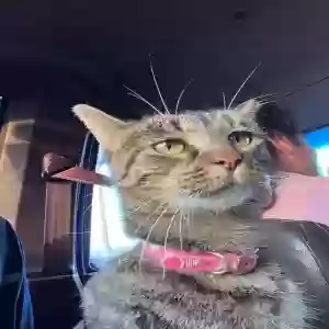 lost female cat ponche