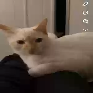 lost male cat unknown