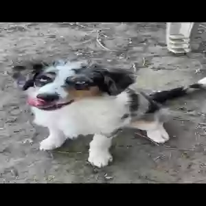 lost female dog dolly