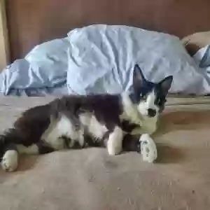lost male cat felix