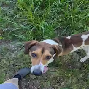 found male dog unknown