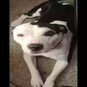 lost female dog kiyah